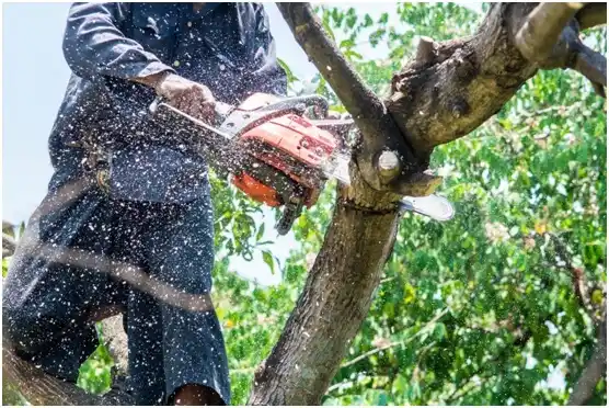 tree services Silsbee